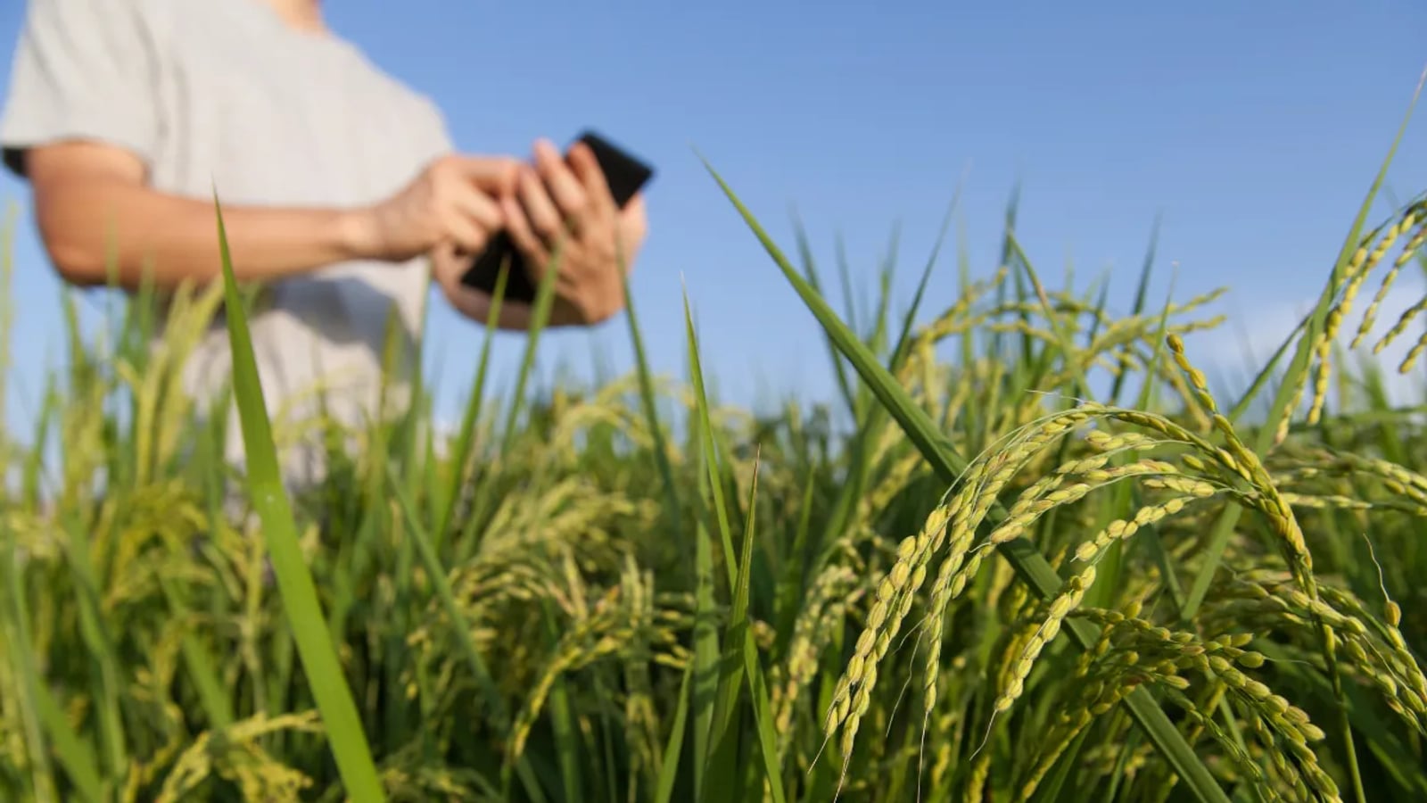 Agronegócio é muito mais que fazenda: cadeia de R$ bilhões que move a economia